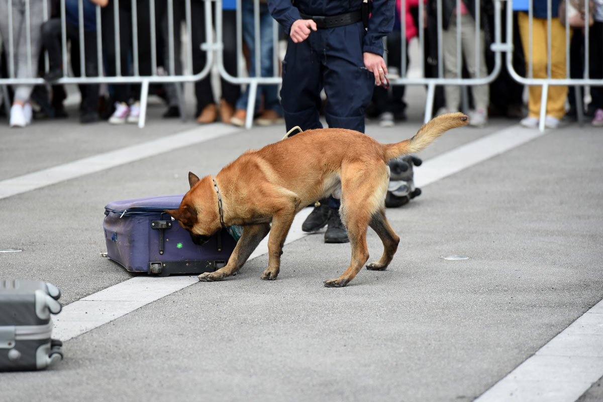 LL_pico-spot_hund-koffer-draussen_laserpunkt