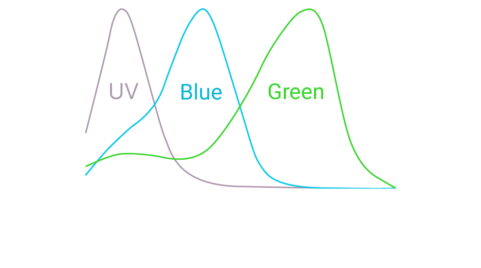 Spectral range of most dichromatic mammals